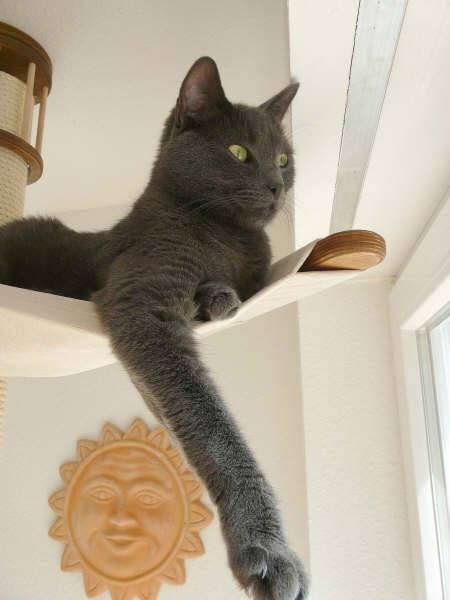 E2 - Hängematte für Katzen